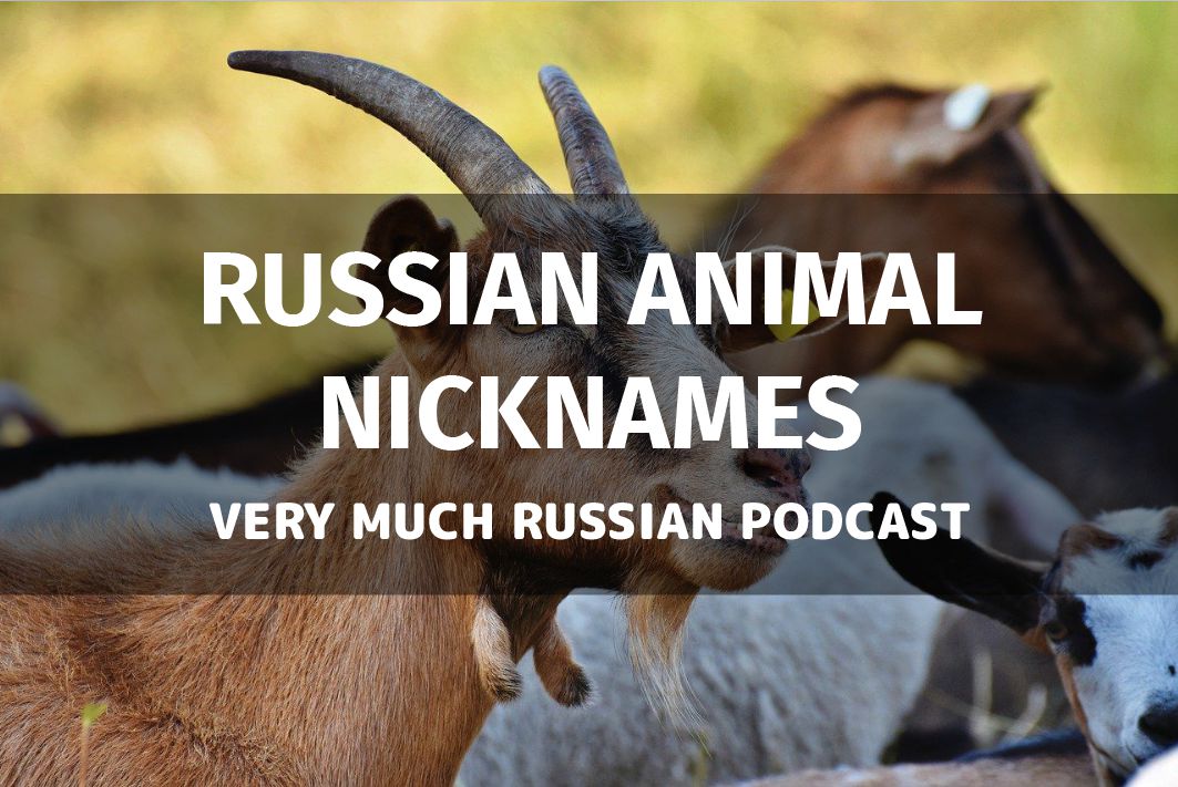 russian-animal-nicknames-very-much-russian-podcast